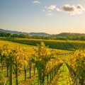 The Top Wineries Around the World