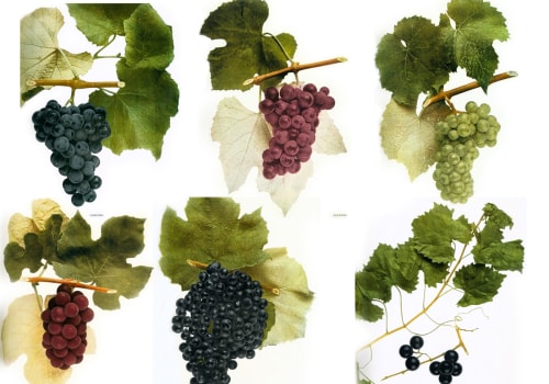 The Most Popular Wines in America